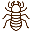 Professional termite control services by Carpet Addicts, featuring eco-friendly and effective termite extermination solutions.