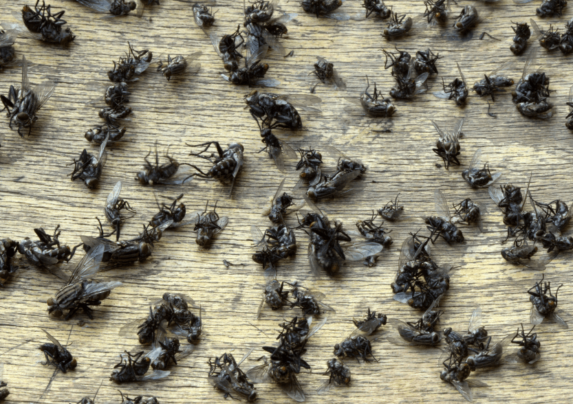 Dead flies after effective fly extermination service by Carpet Addicts.